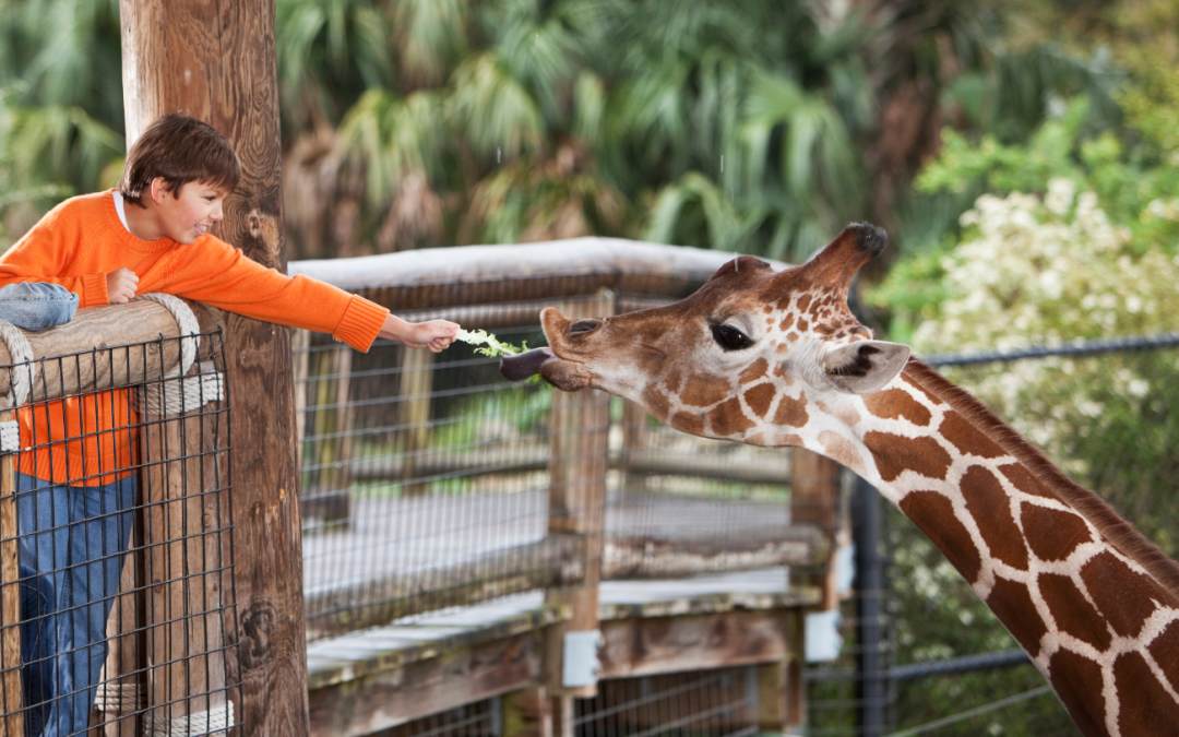 Memphis Zoo Roars with Pride as Second Best Zoo in the Nation